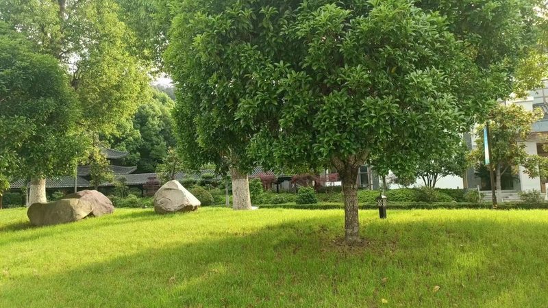 北京绿植租赁，如何选择性价比高的方案？**